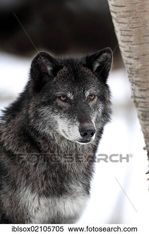 Stock Photography - Wolf (Canis lupus), portrait, in the snow in winter, Montana, USA, North America. Fotosearch
