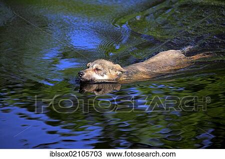 Stock Image - Wolf (Canis lupus), young, swimming in the water, Minnesota, USA, North America. Fotosearch