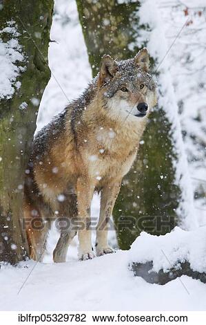 Stock Image - Wolf in the forest, Canis lupus lupus. Fotosearch