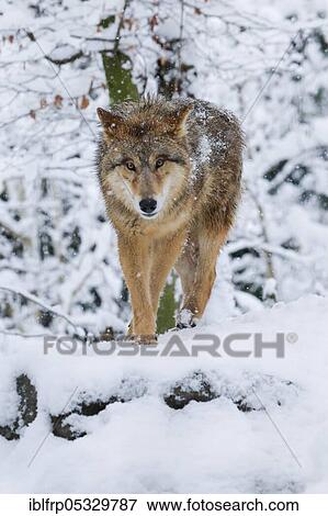 Stock Photo - Wolf in the forest, Canis lupus lupus. Fotosearch