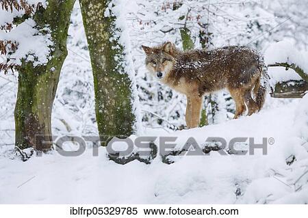 Stock Photography - Wolf in the forest, Canis lupus lupus. Fotosearch