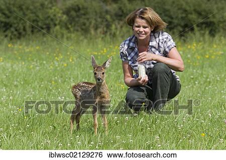 Woman feeding fawn (Capreolus caprolus), 5-6 weeks, with a bottle, hand-rearing, Vulkaneifel district, Rhineland-Palatinate, Germany, Europe View Large Photo Image Stock Photograph - Woman feeding fawn (Capreolus caprolus), 5-6 weeks, with a bottle, hand-rearing, Vulkaneifel district, Rhineland-Palatinate, Germany, Europe. Fotosearch
