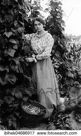 Woman harvesting beans in the garden, 1920s, Germany, Europe View Large Photo Image Stock Photo - Woman harvesting beans in the garden, 1920s, Germany, Europe. Fotosearch