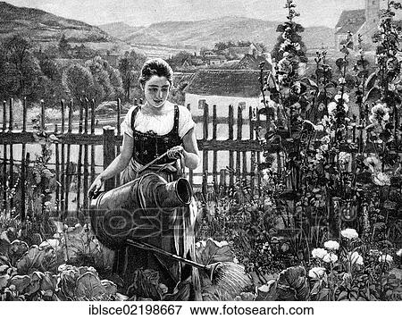 Stock Photo - Woman watering plants in her garden, historic wood engraving, about 1897. Fotosearch