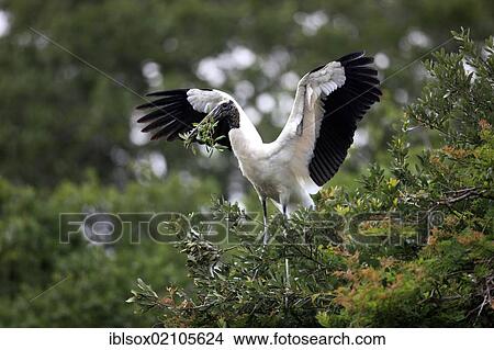 Wood stork (Mycteria americana), adult on tree, spreading wings, with nesting material, Florida, USA, North America View Large Photo Image Picture - Wood stork (Mycteria americana), adult on tree, spreading wings, with nesting material, Florida, USA, North America. Fotosearch
