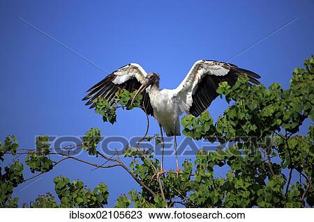 Wood stork (Mycteria americana), adult on tree, spreading wings, with nesting material, Florida, USA, North America View Large Photo Image Stock Image - Wood stork (Mycteria americana), adult on tree, spreading wings, with nesting material, Florida, USA, North America. Fotosearch