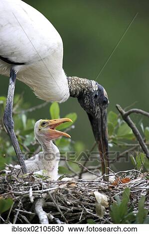 Wood stork (Mycteria americana), adult bird with young, nest, Florida, USA, North America View Large Photo Image Stock Image - Wood stork (Mycteria americana), adult bird with young, nest, Florida, USA, North America. Fotosearch