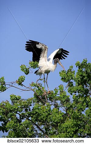 Stock Image - Wood stork (Mycteria americana), adult on tree, spreading wings, Florida, USA, North America. Fotosearch