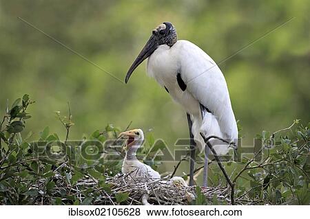 Wood stork (Mycteria americana), adult bird with young, nest, Florida, USA, North America View Large Photo Image Stock Photo - Wood stork (Mycteria americana), adult bird with young, nest, Florida, USA, North America. Fotosearch