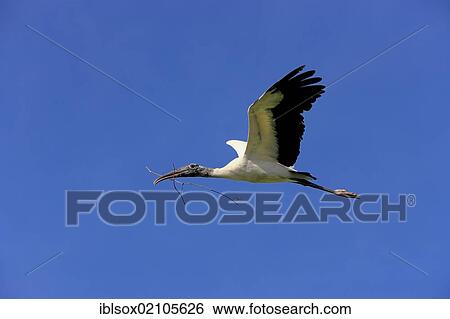Stock Photograph - Wood stork (Mycteria americana), adult, in flight, with nesting material, Florida, USA, North America. Fotosearch