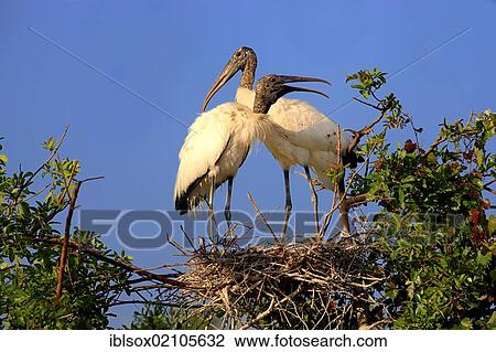 Wood stork (Mycteria americana), young birds, nest, Florida, USA, North America View Large Photo Image Stock Image - Wood stork (Mycteria americana), young birds, nest, Florida, USA, North America. Fotosearch