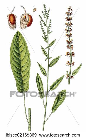 Woodland sorrel or dock (Rumex nemorosus), medicinal and useful plant, chromolithograph, circa 1790 View Large Photo Image Stock Photo - Woodland sorrel or dock (Rumex nemorosus), medicinal and useful plant, chromolithograph, circa 1790. Fotosearch