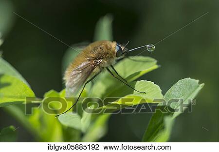 Wool float ( Bombylius canescens) with dew drops on its trunk, Valais, Switzerland, Europe View Large Photo Image Stock Image - Wool float ( Bombylius canescens) with dew drops on its trunk, Valais, Switzerland, Europe. Fotosearch