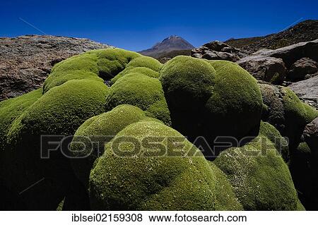 Yareta or Llareta (Azorella compacta) cushion, with volcano, Uyuni, Bolivia, South America View Large Photo Image Stock Photo - Yareta or Llareta (Azorella compacta) cushion, with volcano, Uyuni, Bolivia, South America. Fotosearch