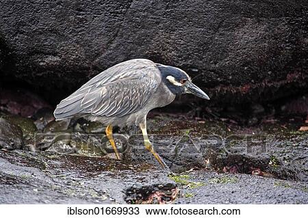 Yellow Crowned Night Heron (Nycticorax violaceus pauper), adult foraging, Galapagos Islands, Pacific Ocean View Large Photo Image Stock Image - Yellow Crowned Night Heron (Nycticorax violaceus pauper), adult foraging, Galapagos Islands, Pacific Ocean. Fotosearch