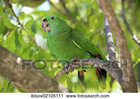 Stock Image - Yellow-naped Parrot or Yellow-naped Amazon (Amazona auropalliata), adult on a tree, Roatan, Honduras, Caribbean, Central America, Latin America, North America. Fotosearch