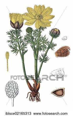 Yellow Pheasant's Eye or False Hellebore (Adonis vernalis), medicinal plant, useful plant, chromolithograph, circa 1790 View Large Photo Image Stock Image - Yellow Pheasant's Eye or False Hellebore (Adonis vernalis), medicinal plant, useful plant, chromolithograph, circa 1790. Fotosearch