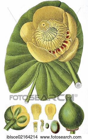 Yellow water-lily (Nuphar lutea, Nuphar luteum), medicinal plant, crop plant, chromolithography, about 1870 View Large Photo Image Picture - Yellow water-lily (Nuphar lutea, Nuphar luteum), medicinal plant, crop plant, chromolithography, about 1870. Fotosearch