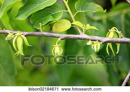 Stock Image - Ylang-ylang (Cananga odorata), flowering, Nosy Be, Madagascar, Africa. Fotosearch