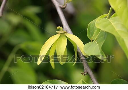 Stock Photo - Ylang-ylang (Cananga odorata), flowering, Nosy Be, Madagascar, Africa. Fotosearch