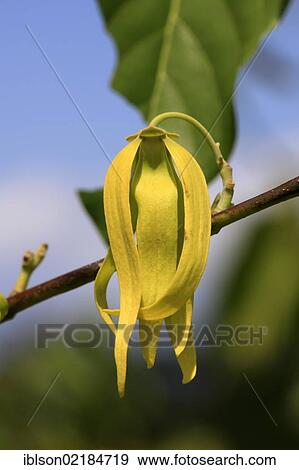 Stock Photo - Ylang-ylang (Cananga odorata), flowering, Nosy Be, Madagascar, Africa. Fotosearch