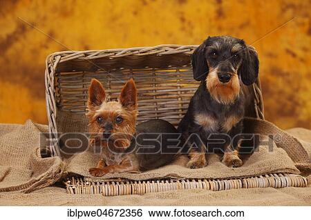 Yorkshire Terrier and Little Grey-haired Dachshund sitting next to each other in the basket View Large Photo Image Stock Photograph - Yorkshire Terrier and Little Grey-haired Dachshund sitting next to each other in the basket. Fotosearch
