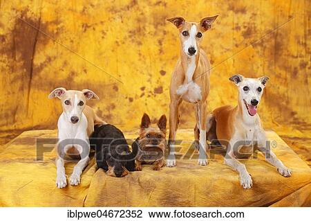 Yorkshire Terrier, Little Grey-haired Dachshund and Whippets sitting next to each other View Large Photo Image Stock Image - Yorkshire Terrier, Little Grey-haired Dachshund and Whippets sitting next to each other. Fotosearch