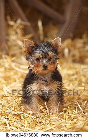 Yorkshire Terrier, puppy, 11 weeks, sitting on straw View Large Photo Image Stock Image - Yorkshire Terrier, puppy, 11 weeks, sitting on straw. Fotosearch
