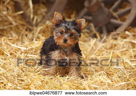 Yorkshire Terrier, puppy, 11 weeks, standing on straw View Large Photo Image Stock Photo - Yorkshire Terrier, puppy, 11 weeks, standing on straw. Fotosearch