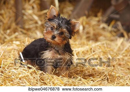Yorkshire Terrier, puppy, 11 weeks, sitting on straw View Large Photo Image Stock Photo - Yorkshire Terrier, puppy, 11 weeks, sitting on straw. Fotosearch