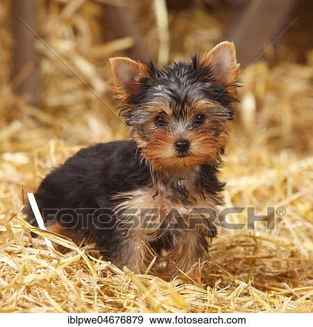 Yorkshire Terrier, puppy, 11 weeks, sitting on straw View Large Photo Image Stock Photo - Yorkshire Terrier, puppy, 11 weeks, sitting on straw. Fotosearch