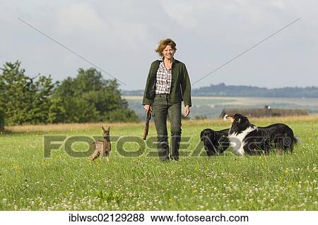 Stock Photo - Young female hunter with a Labrador, a Collie and a Roe Deer (Capreolus capreolus), fawn, 5-6 weeks, hand-rearing, Vulkaneifel district, Rhineland-Palatinate, Germany, Europe. Fotosearch