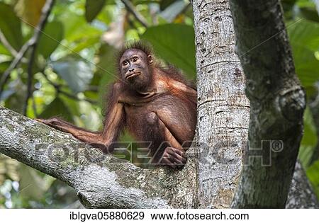 Young orangutan, Kabili-Sepilok nature reserve, Sabah, Borneo, Malaysia, Asia View Large Photo Image Stock Photo - Young orangutan, Kabili-Sepilok nature reserve, Sabah, Borneo, Malaysia, Asia. Fotosearch
