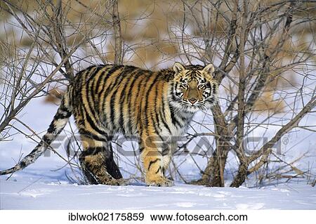 Young Siberian Tiger (Panthera tigris altaica), in the snow, Gamefarm, Rocky Mountains, Colorado, USA, North America View Large Photo Image Stock Photo - Young Siberian Tiger (Panthera tigris altaica), in the snow, Gamefarm, Rocky Mountains, Colorado, USA, North America. Fotosearch