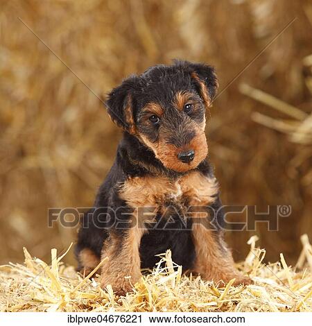 Stock Image - 7 weeks old puppy Welsh Terrier, sitting in straw. Fotosearch