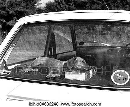 Stock Photo - A book as a pillow, Dachshund sleeping on the backseat of a car, ca. 1960s, exact place unknown, England. Fotosearch