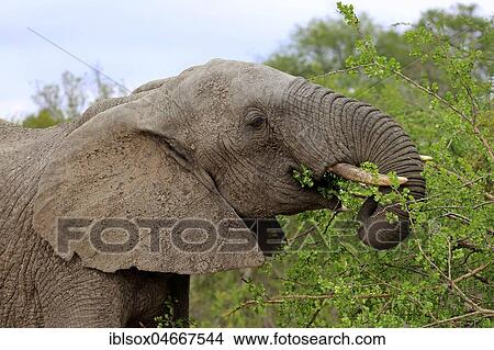 African elephant (Loxodonta africana), adult eating, animal portrait, Sabi Sand Game Reserve, Kruger National Park, South Africa, Africa View Large Photo Image Picture - African elephant (Loxodonta africana), adult eating, animal portrait, Sabi Sand Game Reserve, Kruger National Park, South Africa, Africa. Fotosearch