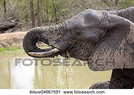 African elephant (Loxodonta africana), adult on the water, portrait, drinking, Sabi Sand Game Reserve, Kruger National Park, South Africa, Africa View Large Photo Image Stock Image - African elephant (Loxodonta africana), adult on the water, portrait, drinking, Sabi Sand Game Reserve, Kruger National Park, South Africa, Africa. Fotosearch