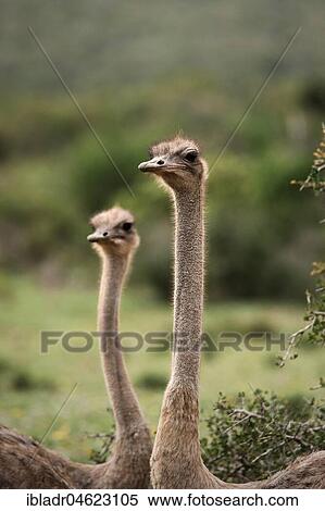 Stock Photography - African Ostrich (Struthio camelus), two animals, Addo Elephant National Park, South Africa, Africa. Fotosearch