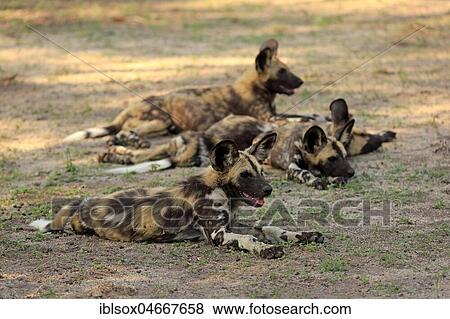 African wild dogs (Lycaon pictus), adult alert, dormant, group, pack, Sabi Sand Game Reserve, Kruger National Park, South Africa, Africa View Large Photo Image Stock Photo - African wild dogs (Lycaon pictus), adult alert, dormant, group, pack, Sabi Sand Game Reserve, Kruger National Park, South Africa, Africa. Fotosearch