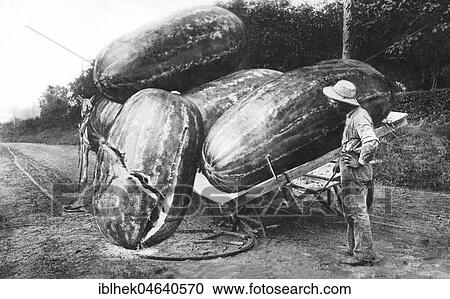 Agriculture, Big Watermelons, 1900s, exact place unknown, USA, North America View Large Photo Image Stock Image - Agriculture, Big Watermelons, 1900s, exact place unknown, USA, North America. Fotosearch