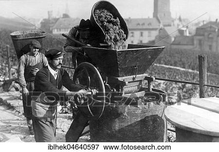 Agriculture, farmers during vine harvest, 1930s, Taubertal, Germany, Europe View Large Photo Image Stock Photo - Agriculture, farmers during vine harvest, 1930s, Taubertal, Germany, Europe. Fotosearch