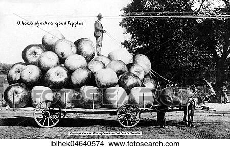 Picture - Agriculture, huge apples, 1900s, exact place unknown, USA, North America. Fotosearch