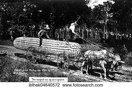 Stock Image - Agriculture, huge corn cob with horse-drawn carriage, 1900s, exact place unknown, USA, North America. Fotosearch