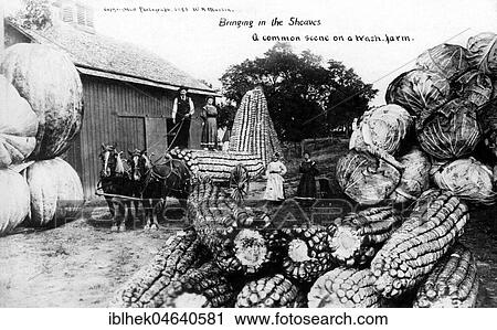 Stock Image - Agriculture, huge corn cobs, cabbage and pumpkins, 1900s, exact place unknown, USA, North America. Fotosearch