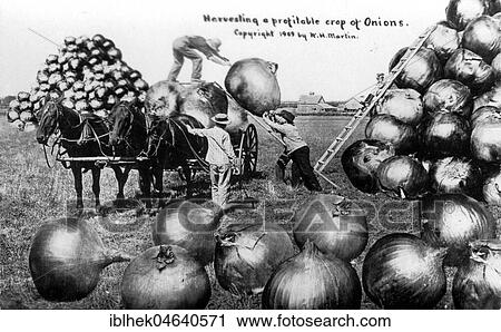 Stock Image - Agriculture, huge onions, 1900s, exact place unknown, USA, North America. Fotosearch