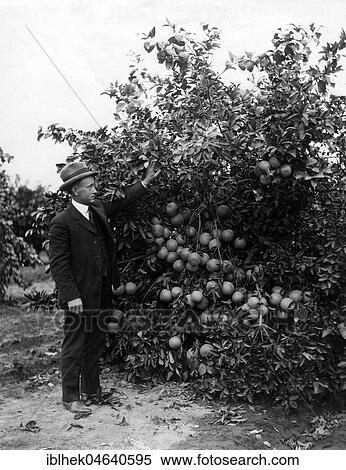 Agriculture, man examines an orange tree, 1920s, exact place unknown, USA, North America View Large Photo Image Stock Photography - Agriculture, man examines an orange tree, 1920s, exact place unknown, USA, North America. Fotosearch