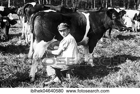 Stock Image - Agriculture, man milking a cow, 1920s, exact place unknown, Germany, Europe. Fotosearch