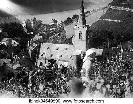 Agriculture, women at the vine harvest, 1930s, near Cologne, Germany, Europe View Large Photo Image Stock Image - Agriculture, women at the vine harvest, 1930s, near Cologne, Germany, Europe. Fotosearch
