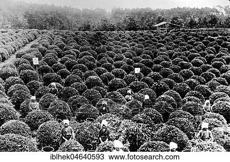 Stock Image - Agriculture, women on the field harvesting tea, 1920s, exact place unknown, India, Asia. Fotosearch